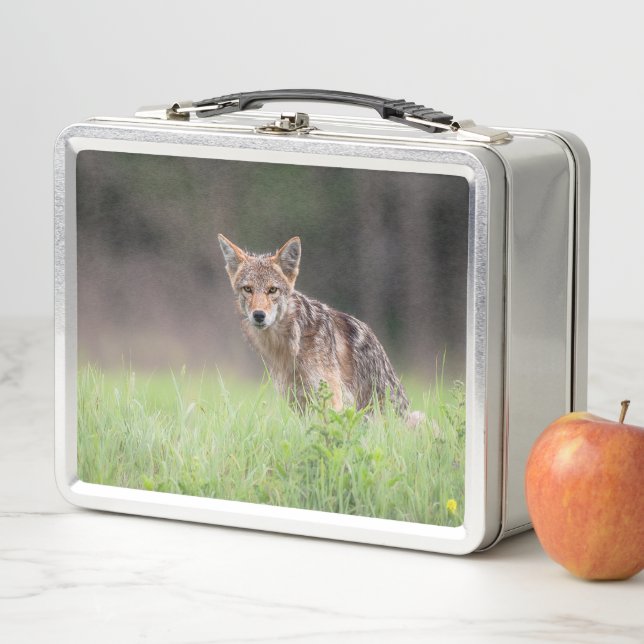 Kanadische Wildtiere: Brown Coyote Fotografy Metall Brotdose (Beispiel)