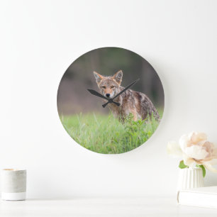 Kanadischer Coyote, Tierfotografie Große Wanduhr