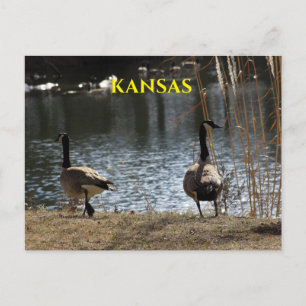 Kanadischer Gänse mit Postauto-Karte Postkarte