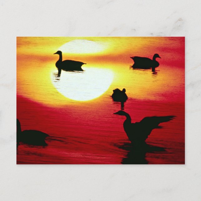 Kanadischer Gänse Postkarte (Vorderseite)