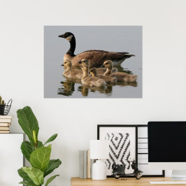 Kanadischer Gänsegäner Poster