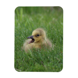 Kanadischer Gänsehick Magnet
