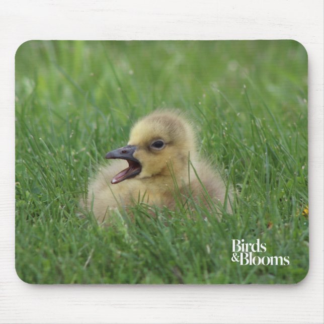 Kanadischer Gänsehick Mousepad (Vorne)