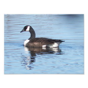 Kanadischer Gänsephotoprint Fotodruck