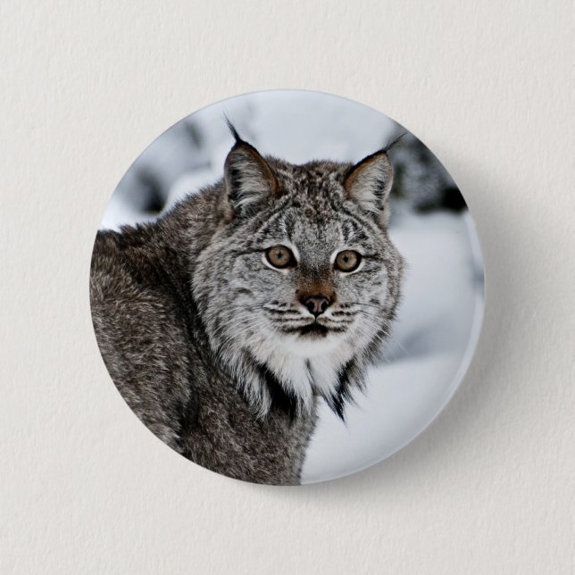 Kanadischer Luchs im Schnee Button (Vorderseite)