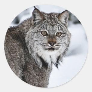 Kanadischer Luchs im Schnee Runder Aufkleber