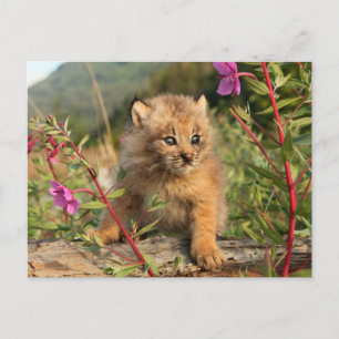 Kanadischer Luchs Jungtier, Alaska Postkarte