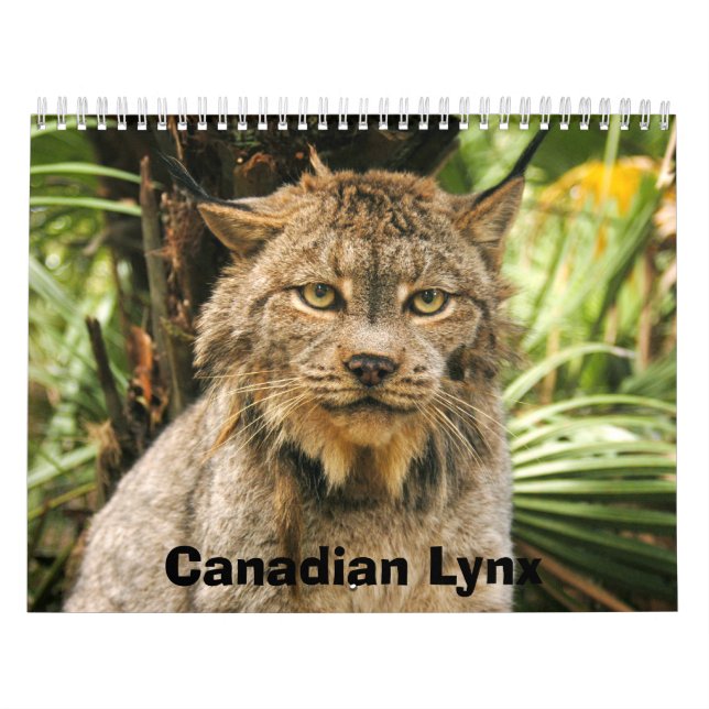 Kanadischer Luchs-Kalender, kanadischer Luchs Kalender (Titelbild)