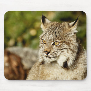 Kanadischer Luchs Mousepad