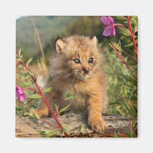 Kanadischer Luchsjunges, Alaska Magnet