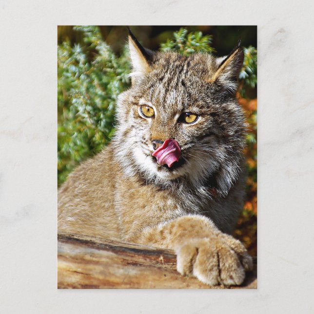 Kanadischer Lynx - alles in Postkarte (Vorderseite)
