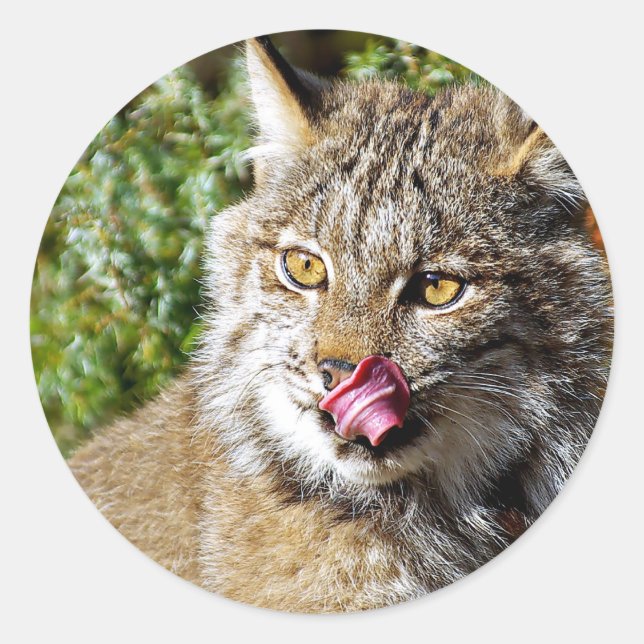 Kanadischer Lynx - alles in Runder Aufkleber (Vorderseite)