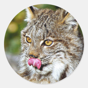 Kanadischer Lynx - Er leckt sich Runder Aufkleber