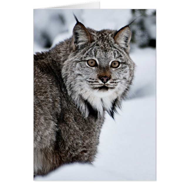 Kanadischer Lynx im Schnee (Vorne)