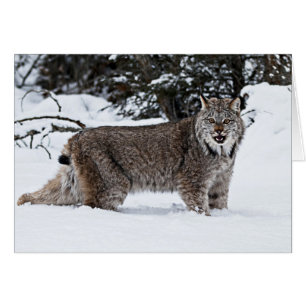 Kanadischer Lynx im Schnee