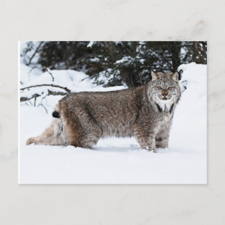 Kanadischer Lynx im Schnee Postkarte