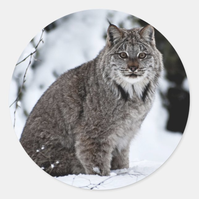 Kanadischer Lynx im Schnee Runder Aufkleber (Vorderseite)
