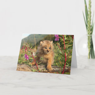 Kanadischer Lynx Kitten, Alaska Karte