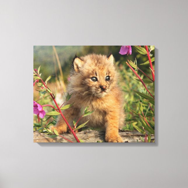 Kanadischer Lynx Kitten, Alaska Leinwanddruck (Vorderseite)