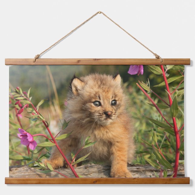 Kanadischer Lynx Kitten, Alaska Wandteppich Mit Holzrahmen (Vorne)