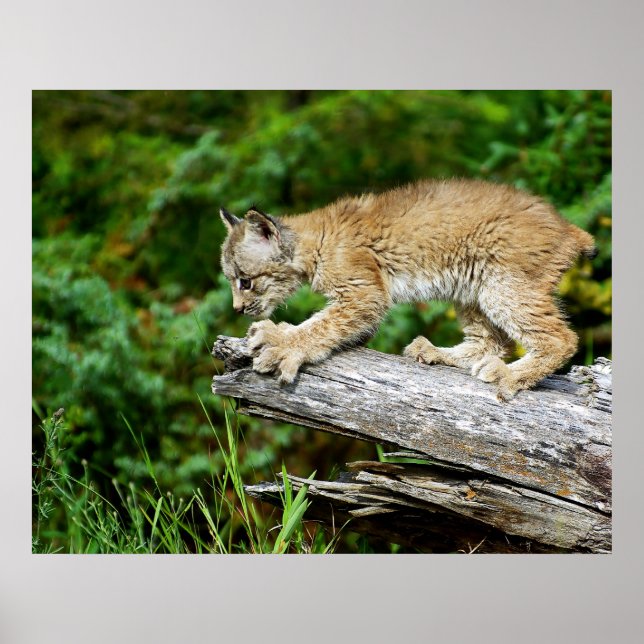 Kanadischer Lynx Kitten auf der Jagd Poster (Vorne)