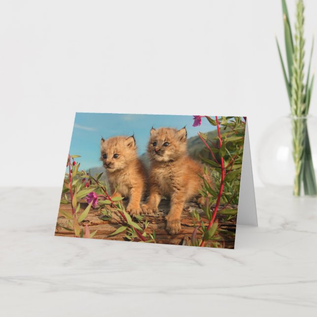 Kanadischer Lynx Kittens, Alaska Karte (Vorderseite)