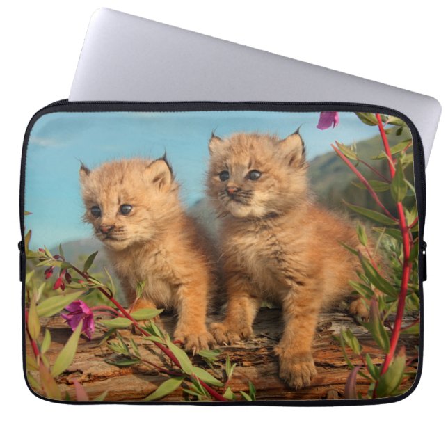 Kanadischer Lynx Kittens, Alaska Laptopschutzhülle (Vorderseite)