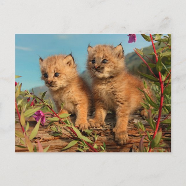 Kanadischer Lynx Kittens, Alaska Postkarte (Vorderseite)