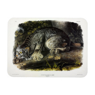 Kanadischer Lynx (Lynx Canadensis) (Kanadischer Ly Magnet