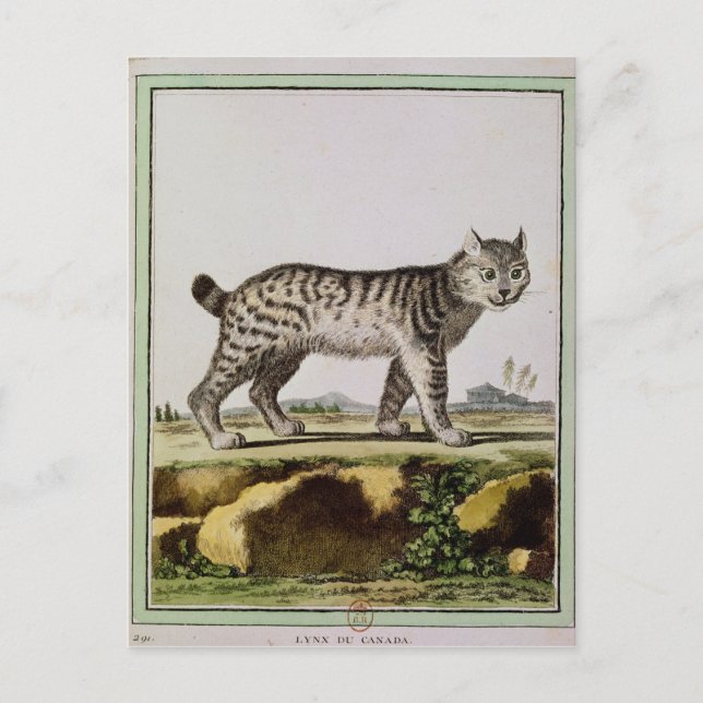 Kanadischer Lynx Postkarte (Vorderseite)