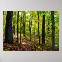 Kanadischer Wald im Sonnenlicht
