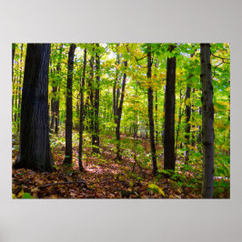Kanadischer Wald im Sonnenlicht Poster