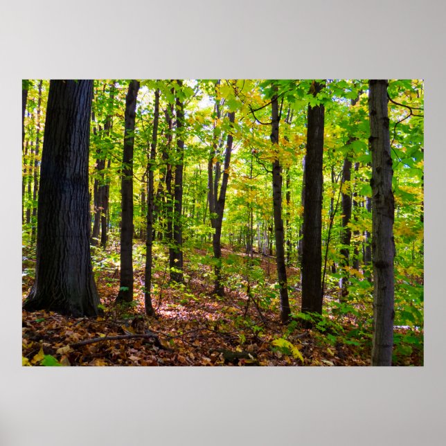Kanadischer Wald im Sonnenlicht Poster (Vorne)