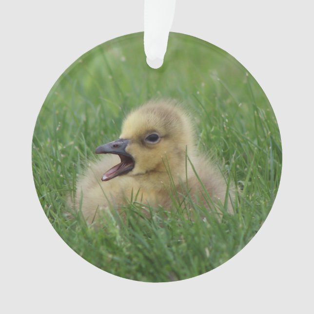 Kanadisches Gans-Küken Ornament (Vorderseite)