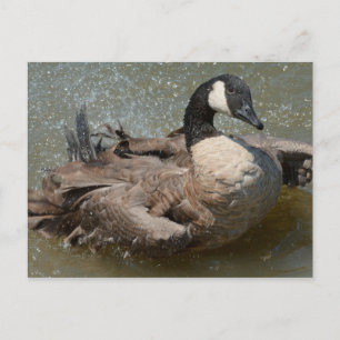 Kanadisches Gänsebad Postkarte