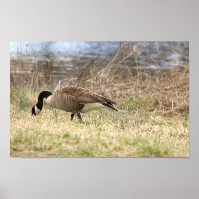 Kanadisches Gänseposter Poster (Vorne)