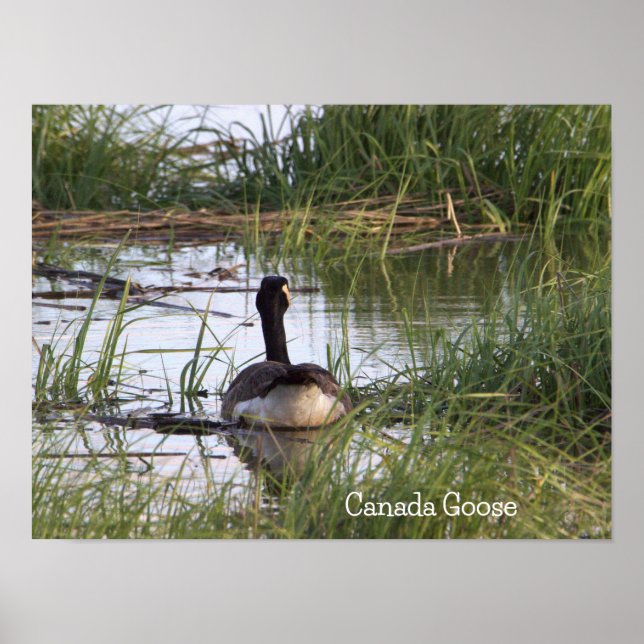 Kanadisches Gänseposter Poster (Vorne)