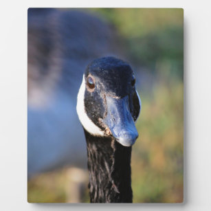 Kanadisches Goose Face Fotoplatte