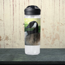 Kanadisches Goose Wildlife Foto