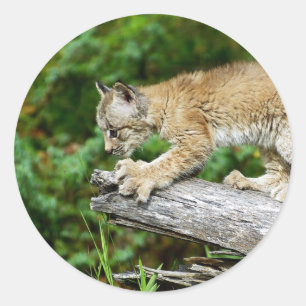 Kanadisches Luchs-Kätzchen bereit sich zu stürze Runder Aufkleber