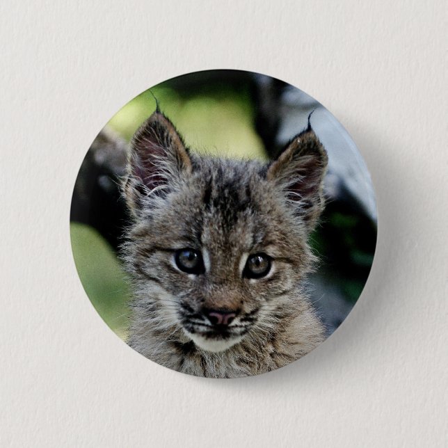 Kanadisches Luchs-Kätzchen Button (Vorderseite)