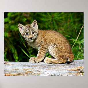 Kanadisches Luchs-Kätzchen Poster