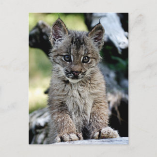 Kanadisches Luchs-Kätzchen Postkarte