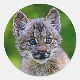 Kanadisches Luchs-Kätzchen Runder Aufkleber