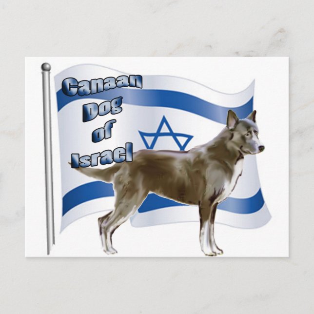 Kanaischer Hund aus Israel Postkarte (Vorderseite)