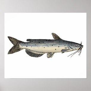 Kanalfische (Jungfische) Poster