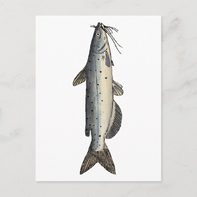 Kanalfische (Jungfische) Postkarte (Vorderseite)