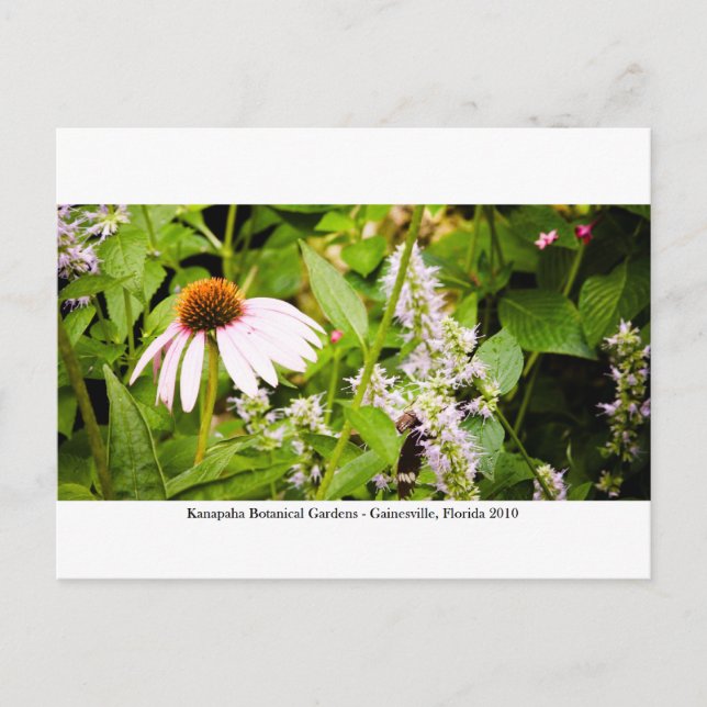 Kanapaha Gardens - Gainesville 013 Postkarte (Vorderseite)