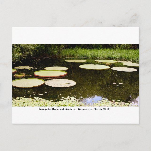 Kanapaha Gardens - Gainesville 2001 Postkarte (Vorderseite)