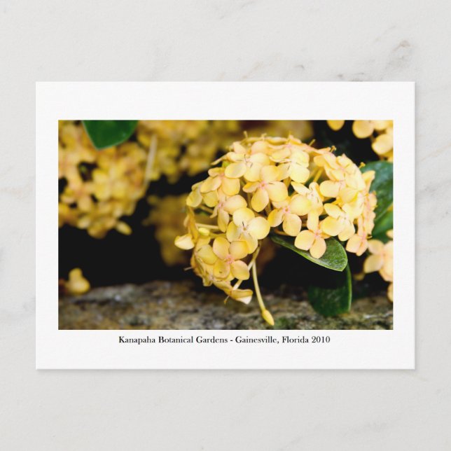Kanapaha Gardens - Gainesville 2006 Postkarte (Vorderseite)